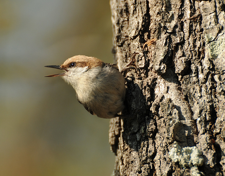brown-headed nuthatch