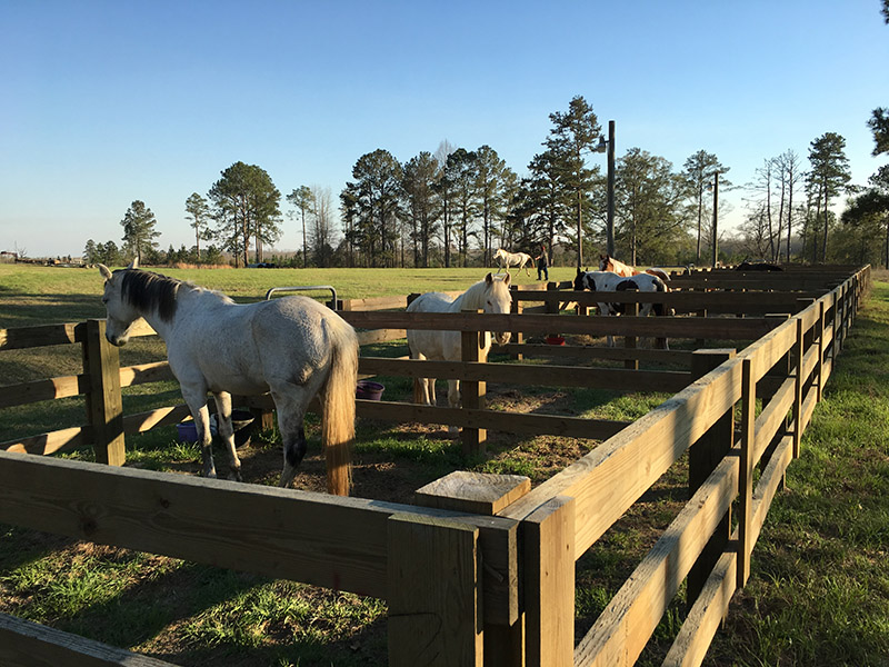 horses in paddock at Wehle
