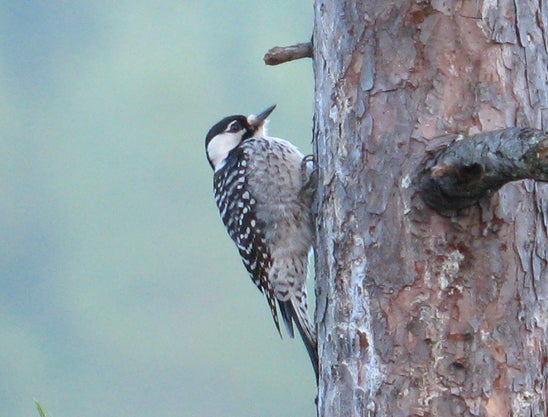 Red-cockaded woodpecker