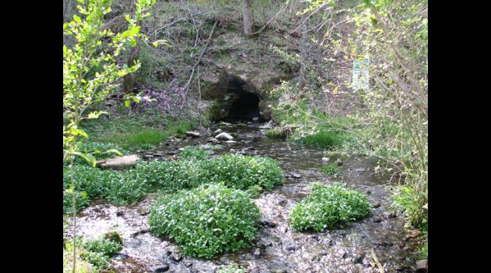 Blowing Springs Cave Forever Wild Property