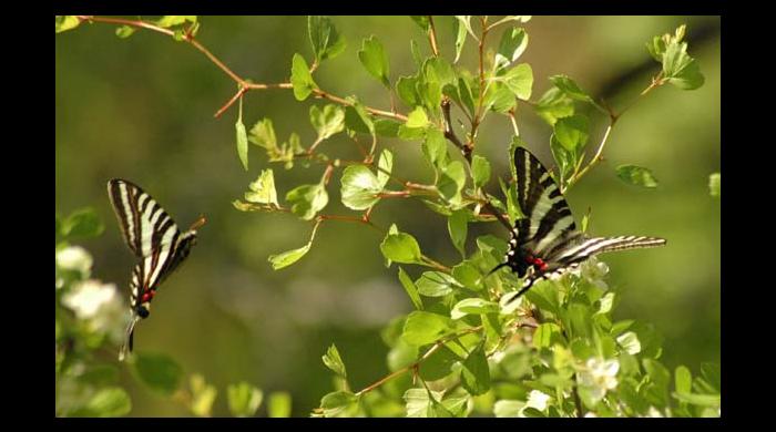 Butterflies at Pike County Pocosin