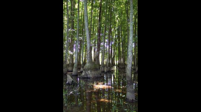 Sipsey River Swamp