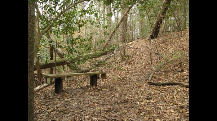 Trail and bench on the Pocosin Tract
