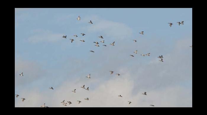 A flock of ducks, mainly gadwalls and a few mallards, flies over the property.