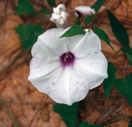 Morning Glory Flower