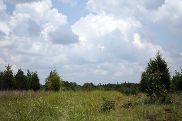 black belt prairie