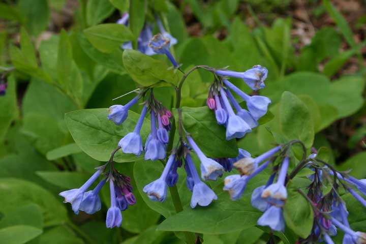 Bluebells