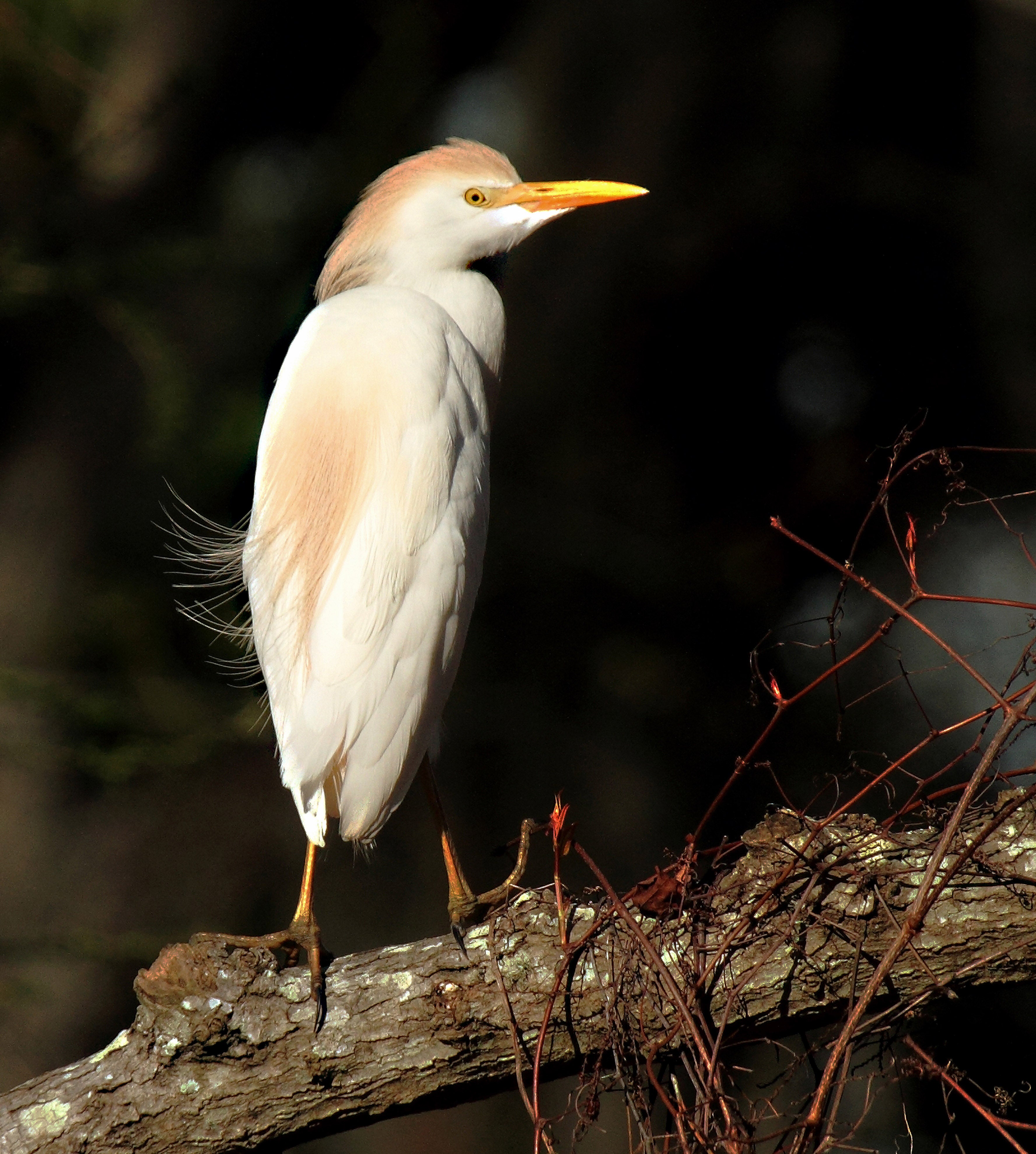 cattle egret