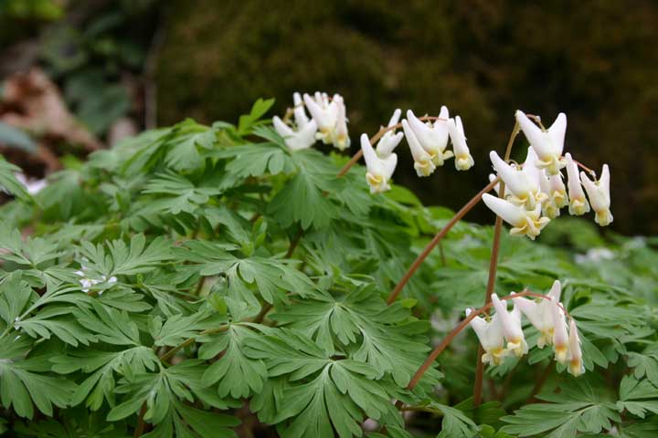 Dutchmans Breeches