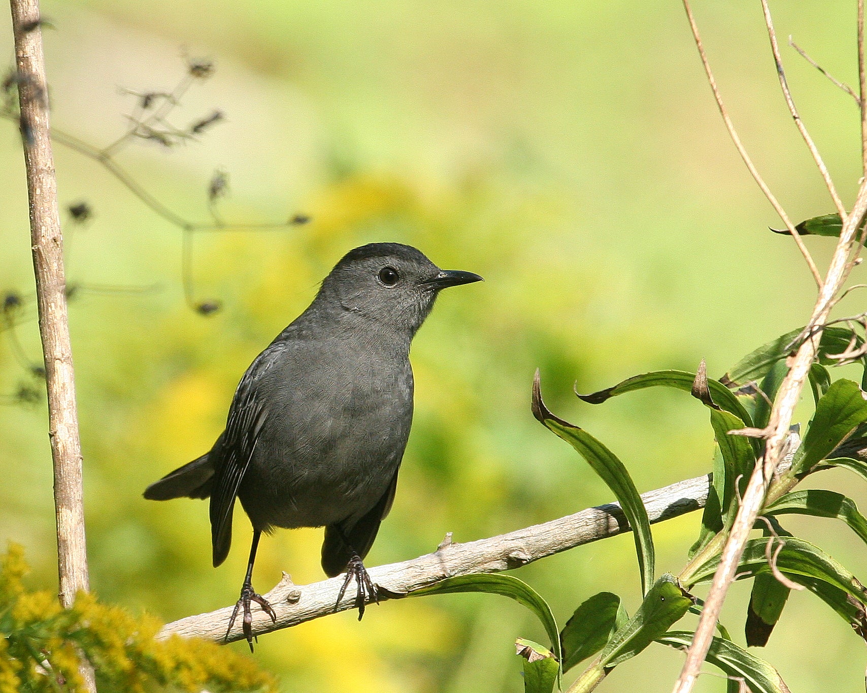 Gray catbird