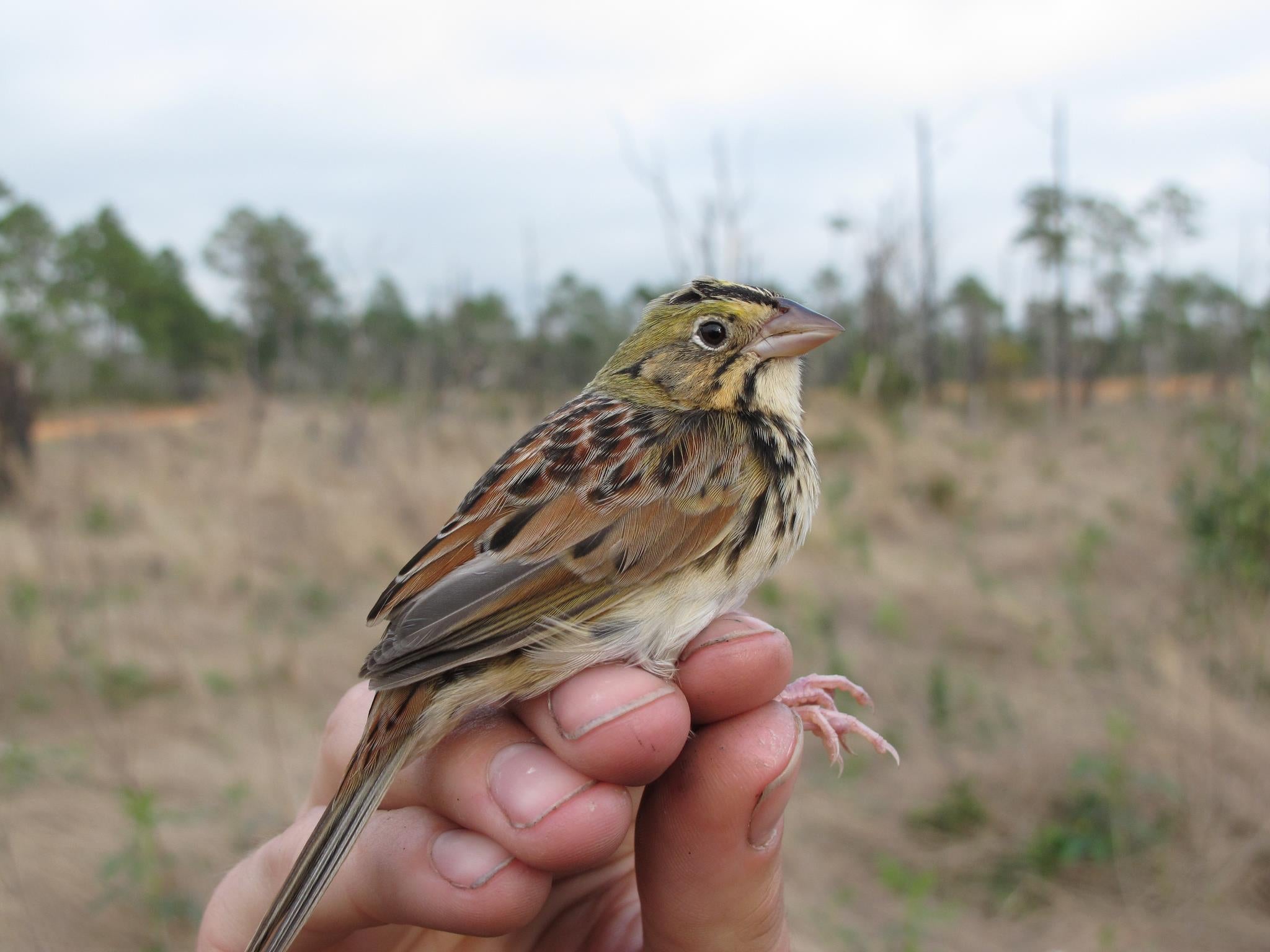 Henslow's sparrow