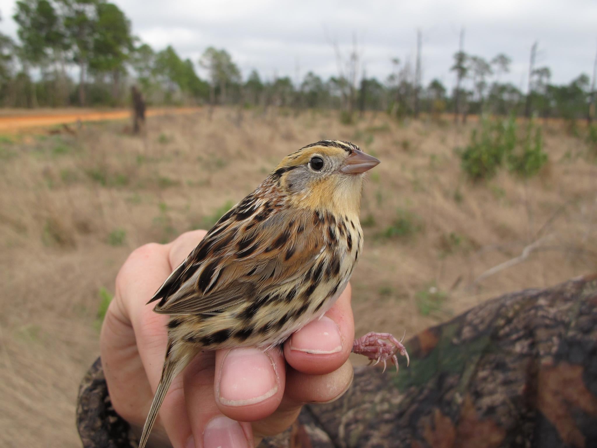 LeCont's sparrow