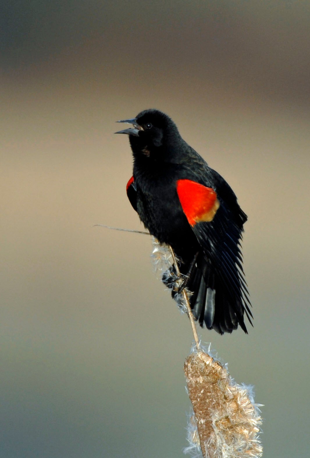 Red-winged blackbird