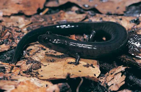 Skink on leaves