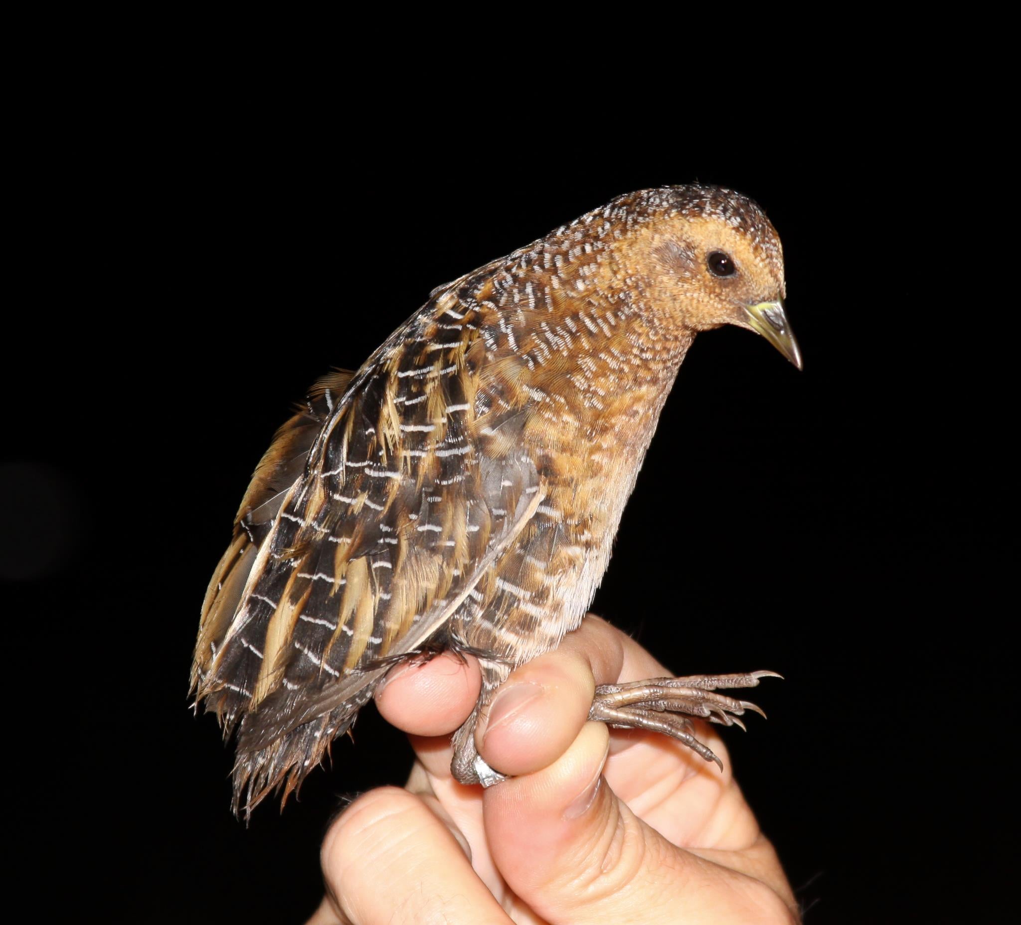 Yellow rail