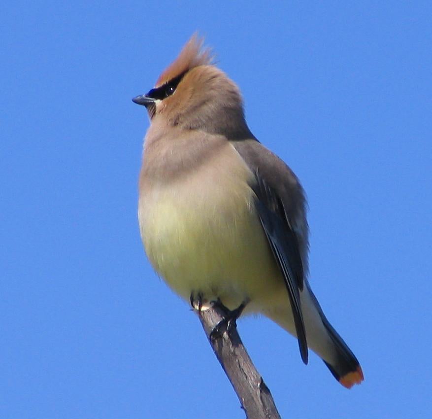 Cedar waxwing