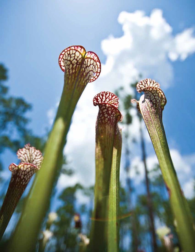 Flowers growing