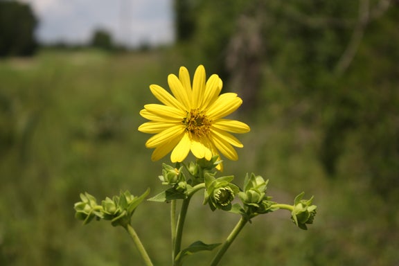 yellow flower in the grass