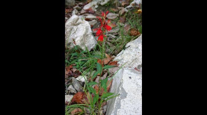 Cardinal Flower