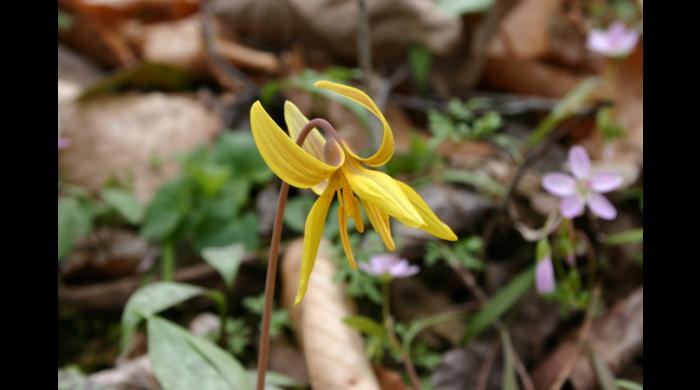 Trout Lily