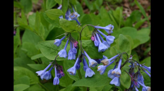 Virginia Bluebells