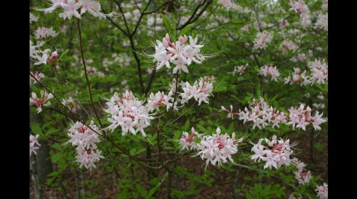 Native Azalea