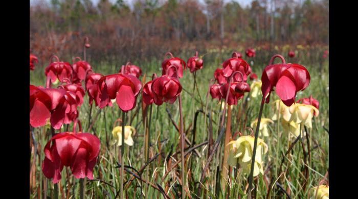 Grand Bay Savanna