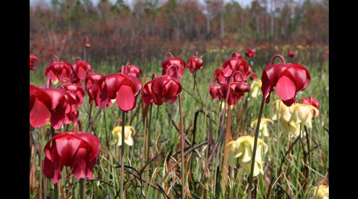 Grand Bay Savanna