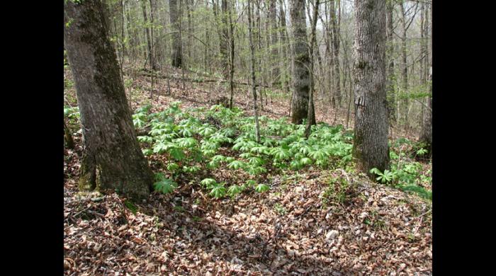 Blowing Springs Cave Forever Wild Property