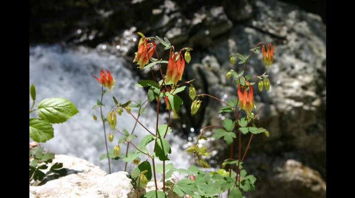 Columbine