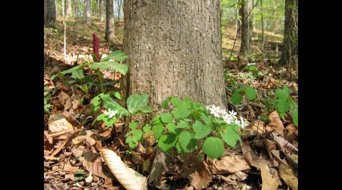 Wildflowers blooming at Coon Creek