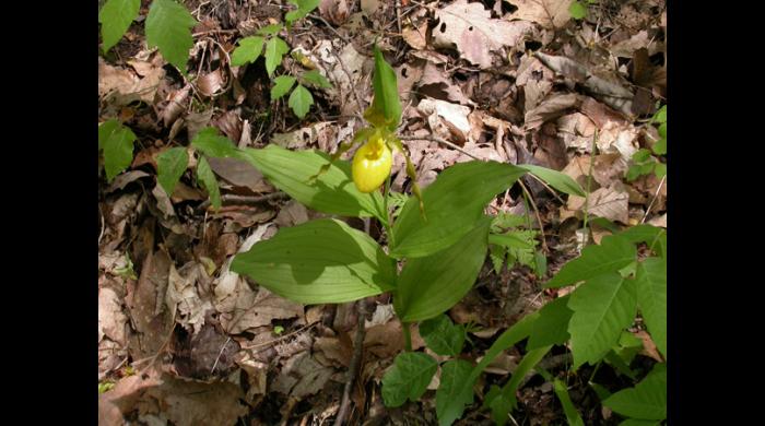 Yellow Lady's Slipper