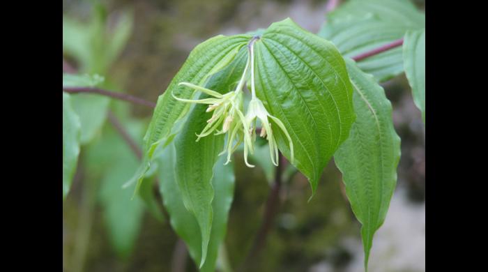 Yellow Fairybells (Disporum lanuginosum)