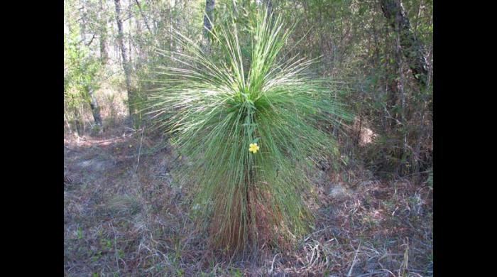 Longleaf pine