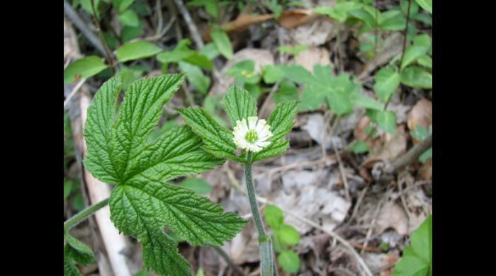 Goldenseal