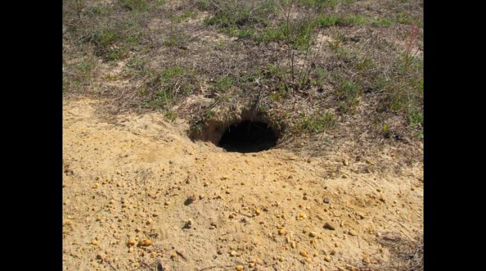 Gopher tortoise burrow