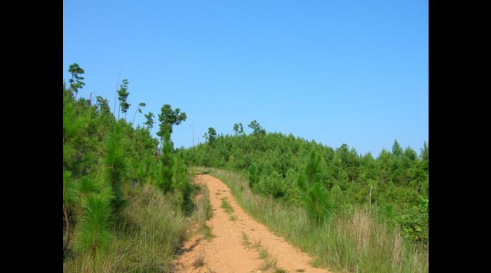 Coosa WMA (Hancock)