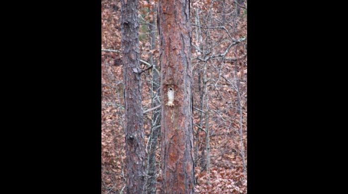 Coosa WMA (Hancock)