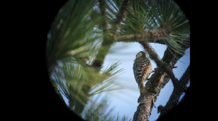 Red-cockaded woodpecker