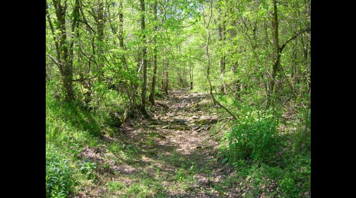 Henshaw Cove, part of the Walls of Jericho Forever Wild Tract