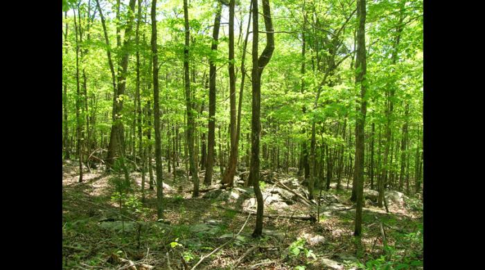 Henshaw Cove, part of the Walls of Jericho Forever Wild Tract