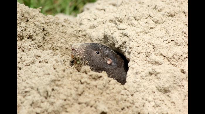 pocket gopher