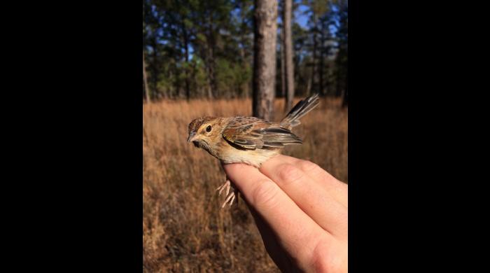 Bachman's Sparrow