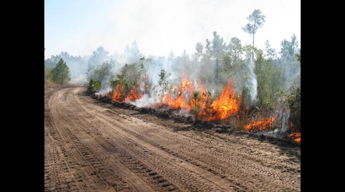 Controlled burning helps to rejuvenate high quality natural food sources for many wildlife species.