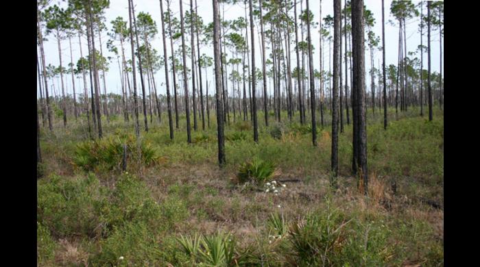 The Lillian Swamp tract consists of pine wetland savannah habitat.