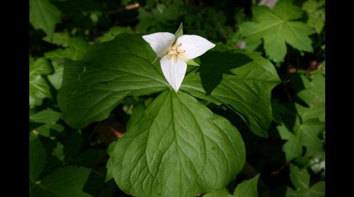 Nodding Trillium