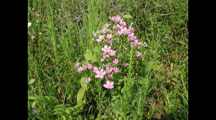 Old Cahawba Prairie