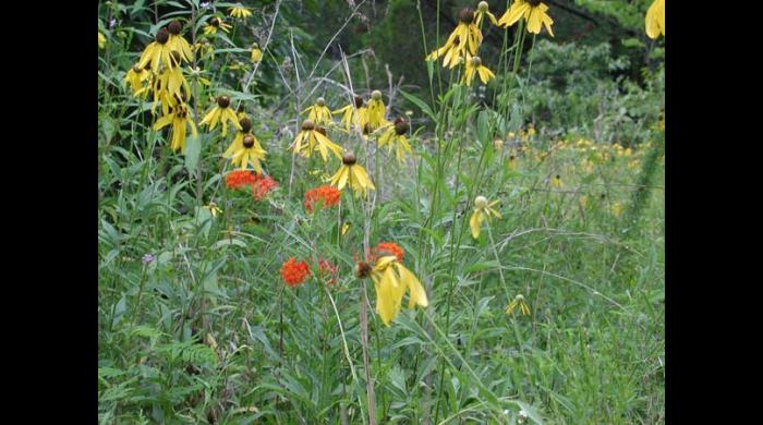 Old Cahawba Prairie