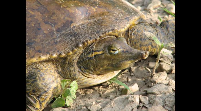 Soft-shelled turtle