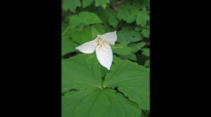 Nodding Wakerobin (Trillium flexipe)